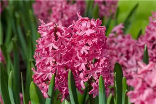 Hyacinthus orientalis 'Jan Bos' - Hyazinthe 'Jan Bos'