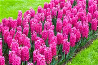 Hyacinthus orientalis 'Jan Bos' - Hyazinthe 'Jan Bos'