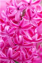 Hyacinthus orientalis 'Jan Bos' - Hyazinthe 'Jan Bos'