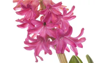 Hyacinthus orientalis 'Jan Bos' - Hyazinthe 'Jan Bos'