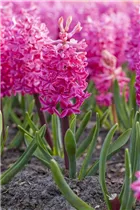 Hyacinthus orientalis 'Jan Bos' - Hyazinthe 'Jan Bos'