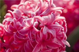 Hyacinthus orientalis 'Jan Bos' - Hyazinthe 'Jan Bos'