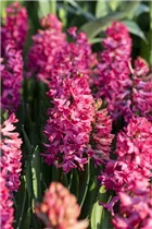 Hyacinthus orientalis 'Jan Bos' - Hyazinthe 'Jan Bos'
