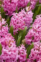 Hyacinthus orientalis 'Jan Bos' - Hyazinthe 'Jan Bos'