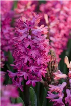 Hyacinthus orientalis 'Jan Bos' - Hyazinthe 'Jan Bos'