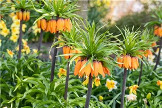 Blumenzwiebeln - Fritillaria Aurora x1