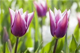 Blumenzwiebeln - Lilienblütige Tulpen Claudia 6 Stück - Violet-Weiße Rand Blumenzwiebeln - Lilienblütige Tulpen Claudia 6 Stück - Violet-Weiße Rand