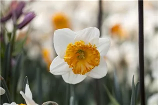 Blumenzwiebeln - Narzisse Barret Browning x8