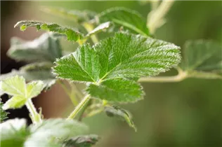  - Rubus fruticosus 'Loch Ness'(s)