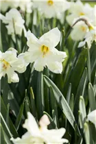 Narcissus 'Cassata' - Narzisse 'Cassata' Narcissus 'Cassata' - Narzisse 'Cassata'