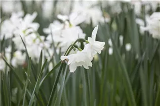 Narcissus cyclamineus 'White Tête à Tête' - Alpenveilchenartige-Narzisse 'White Tête à Tête' Narcissus cyclamineus 'White Tête à Tête' - Alpenveilchenartige-Narzisse 'White Tête à Tête'
