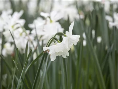 Narcissus cyclamineus 'White Tête à Tête' - Alpenveilchenartige-Narzisse 'White Tête à Tête' Narcissus cyclamineus 'White Tête à Tête' - Alpenveilchenartige-Narzisse 'White Tête à Tête'