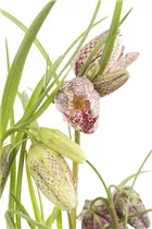 Blumenzwiebeln - Fritillaria meleagris Mischung x10