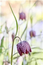 Blumenzwiebeln - Fritillaria meleagris Mischung x10