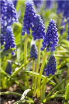 Muscari armeniacum - Armenische Traubenhyazinthe Muscari armeniacum - Armenische Traubenhyazinthe