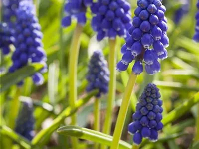 Muscari armeniacum - Armenische Traubenhyazinthe Muscari armeniacum - Armenische Traubenhyazinthe