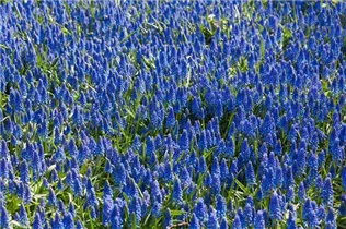 Muscari armeniacum - Armenische Traubenhyazinthe Muscari armeniacum - Armenische Traubenhyazinthe