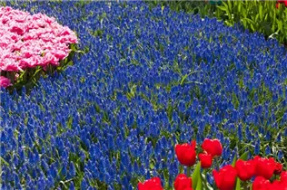 Muscari armeniacum - Armenische Traubenhyazinthe Muscari armeniacum - Armenische Traubenhyazinthe