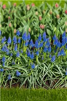 Muscari armeniacum - Armenische Traubenhyazinthe Muscari armeniacum - Armenische Traubenhyazinthe