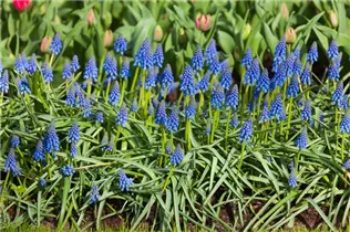 Muscari armeniacum - Armenische Traubenhyazinthe Muscari armeniacum - Armenische Traubenhyazinthe
