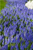 Muscari armeniacum - Armenische Traubenhyazinthe Muscari armeniacum - Armenische Traubenhyazinthe