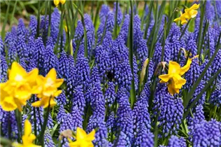 Muscari armeniacum - Armenische Traubenhyazinthe Muscari armeniacum - Armenische Traubenhyazinthe