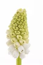 Muscari armeniacum - Armenische Traubenhyazinthe Muscari armeniacum - Armenische Traubenhyazinthe