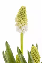 Muscari armeniacum - Armenische Traubenhyazinthe Muscari armeniacum - Armenische Traubenhyazinthe