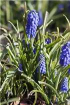 Muscari armeniacum - Armenische Traubenhyazinthe Muscari armeniacum - Armenische Traubenhyazinthe