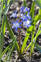  - Scilla siberica