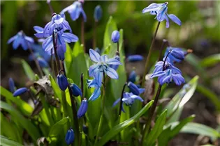  - Scilla siberica