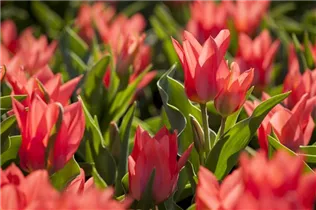  - Tulipa greigii 'Toronto'