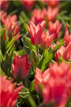  - Tulipa greigii 'Toronto'