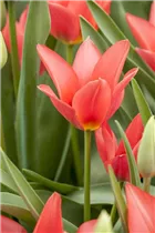  - Tulipa greigii 'Toronto'