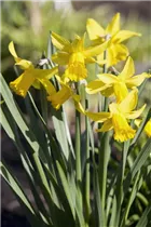 Narcissus 'Yellow Wonder' - Narzisse 'Yellow Wonder' Narcissus 'Yellow Wonder' - Narzisse 'Yellow Wonder'