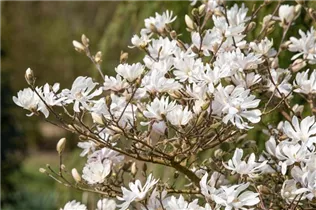 Magnolia stellata 'Royal Star' - Sternmagnolie 'Royal Star' Magnolia stellata 'Royal Star' - Sternmagnolie 'Royal Star'