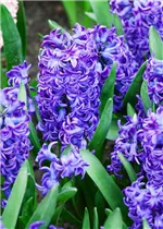 Hyacinthus orientalis 'Blue Trophy' - Hyazinthe 'Blue Trophy' Hyacinthus orientalis 'Blue Trophy' - Hyazinthe 'Blue Trophy'