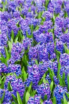 Hyacinthus orientalis 'Blue Trophy' - Hyazinthe 'Blue Trophy' Hyacinthus orientalis 'Blue Trophy' - Hyazinthe 'Blue Trophy'