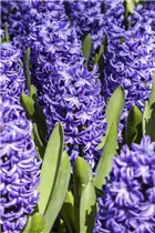 Hyacinthus orientalis 'Blue Trophy' - Hyazinthe 'Blue Trophy' Hyacinthus orientalis 'Blue Trophy' - Hyazinthe 'Blue Trophy'