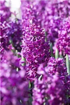 Blumenzwiebeln - Hyazinthen Woodstock purpur, 5 Stück