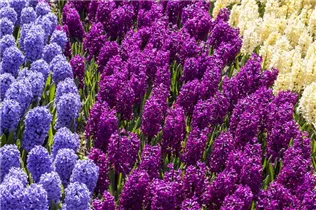 Blumenzwiebeln - Hyazinthe Woodstock