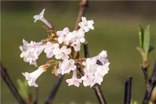 - Viburnum x bodnantense 'Charles Lamont'  - Viburnum x bodnantense 'Charles Lamont'