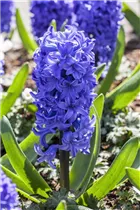 Hyacinthus orientalis 'Delft Blue' - Hyazinthe 'Delft Blue' Hyacinthus orientalis 'Delft Blue' - Hyazinthe 'Delft Blue'