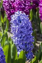 Hyacinthus orientalis 'Delft Blue' - Hyazinthe 'Delft Blue' Hyacinthus orientalis 'Delft Blue' - Hyazinthe 'Delft Blue'