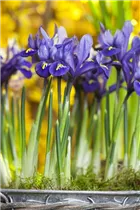 Iris reticulata - Zwiebel-Schwertlilie Iris reticulata - Zwiebel-Schwertlilie