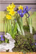 Iris reticulata - Zwiebel-Schwertlilie Iris reticulata - Zwiebel-Schwertlilie