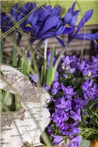 Iris reticulata - Zwiebel-Schwertlilie Iris reticulata - Zwiebel-Schwertlilie