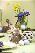 Iris reticulata - Zwiebel-Schwertlilie Iris reticulata - Zwiebel-Schwertlilie