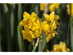 Blumenzwiebeln - Garten-Narzisse Tete Boucle, 10 Stück