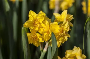 Narcissus cyclamineus 'Tête-à-Tête Boucle' - Alpenveilchenartige Garten-Narzisse Narcissus cyclamineus 'Tête-à-Tête Boucle' - Alpenveilchenartige Garten-Narzisse